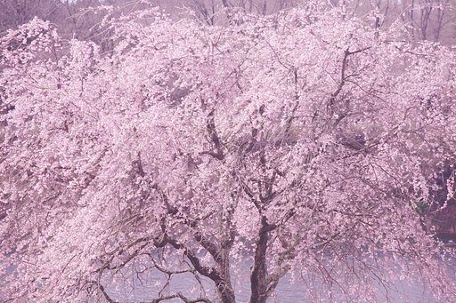 春の夢