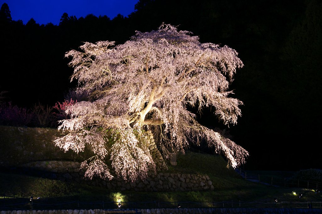 又兵衛桜