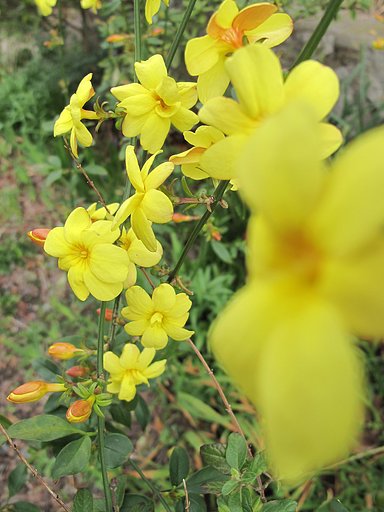 ヤマブキの花