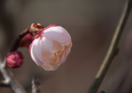 梅開花