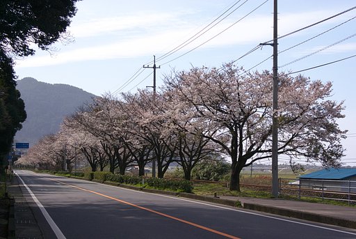 【桜」JR大岩駅浦満開!