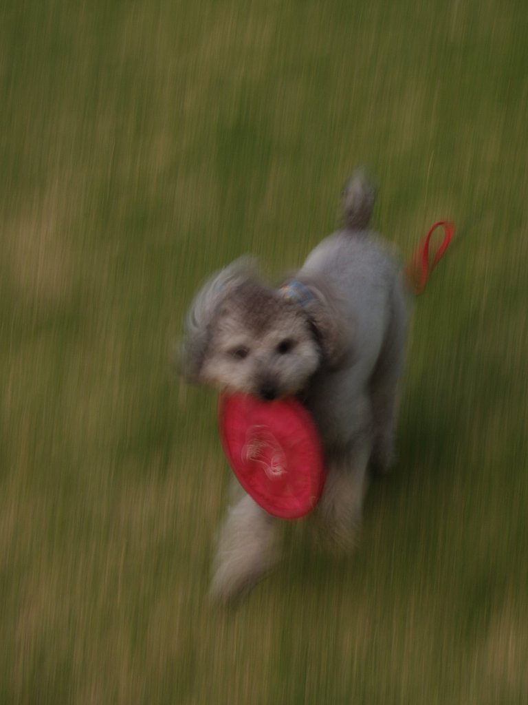 ぼけまくりの犬