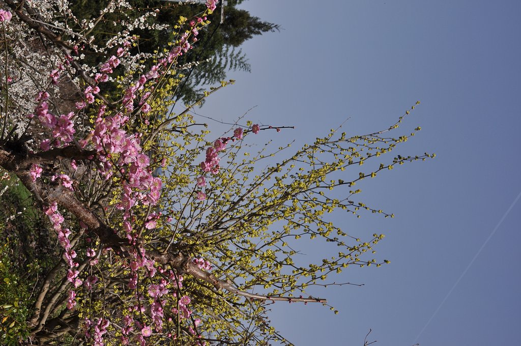 ぽかぽか陽気と梅の花