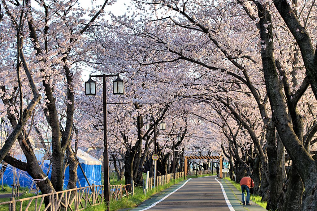 【桜】トンネル