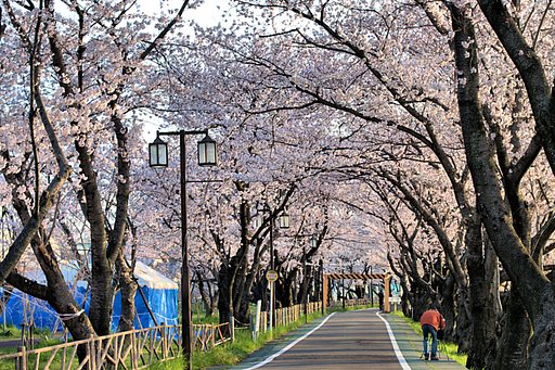 【桜】トンネル