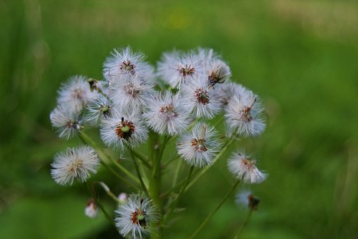 蕗の薹が種子に!
