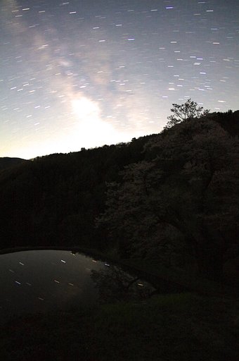 【桜】駒つなぎの桜