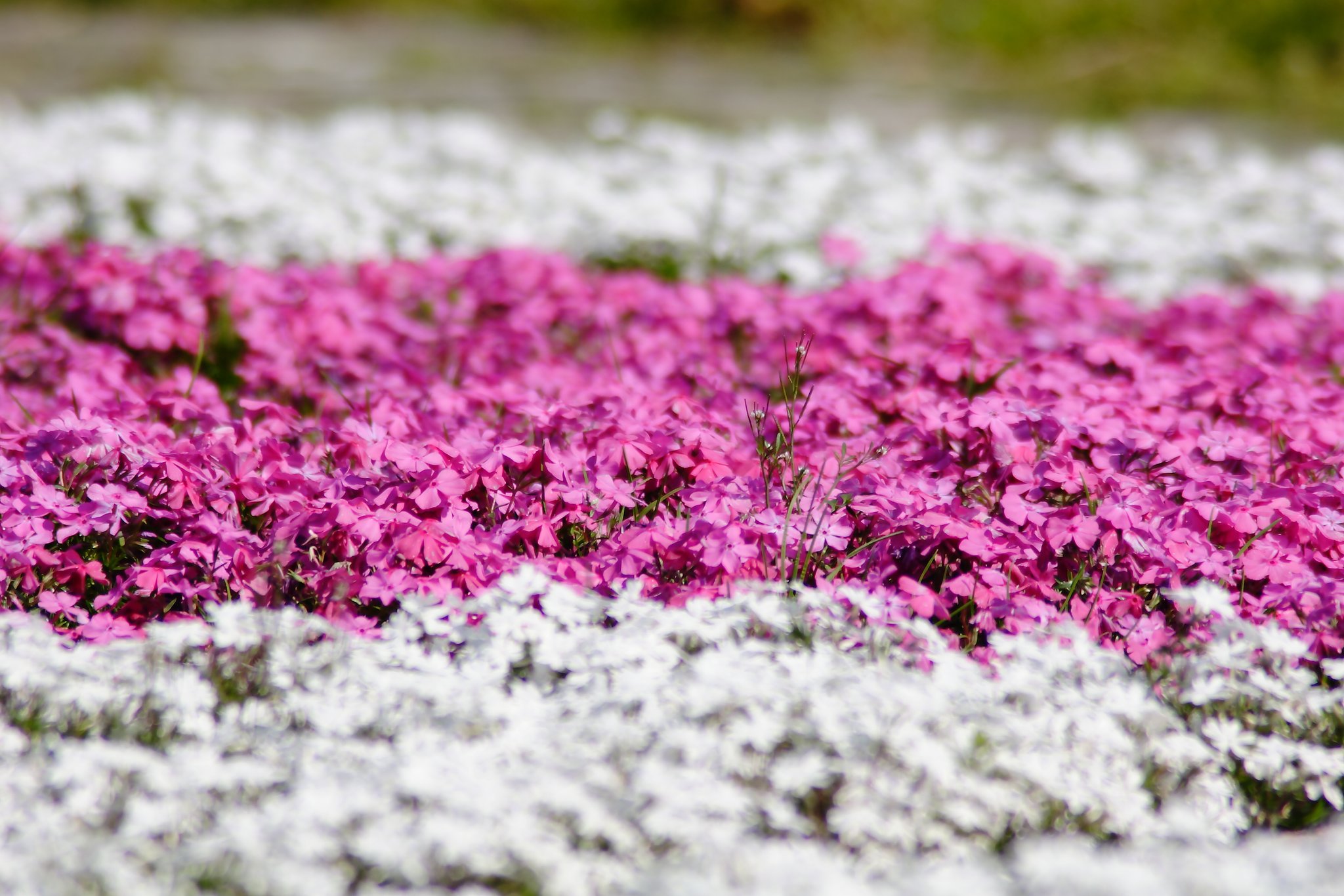 公園の芝桜