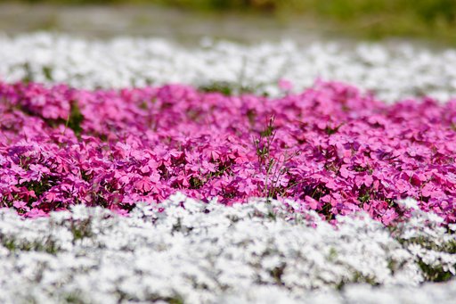 公園の芝桜