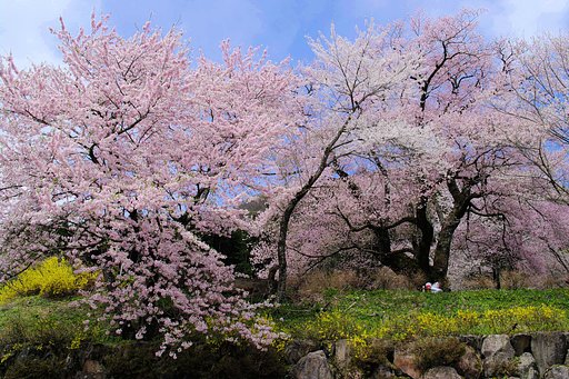 【桜】咲き乱れ