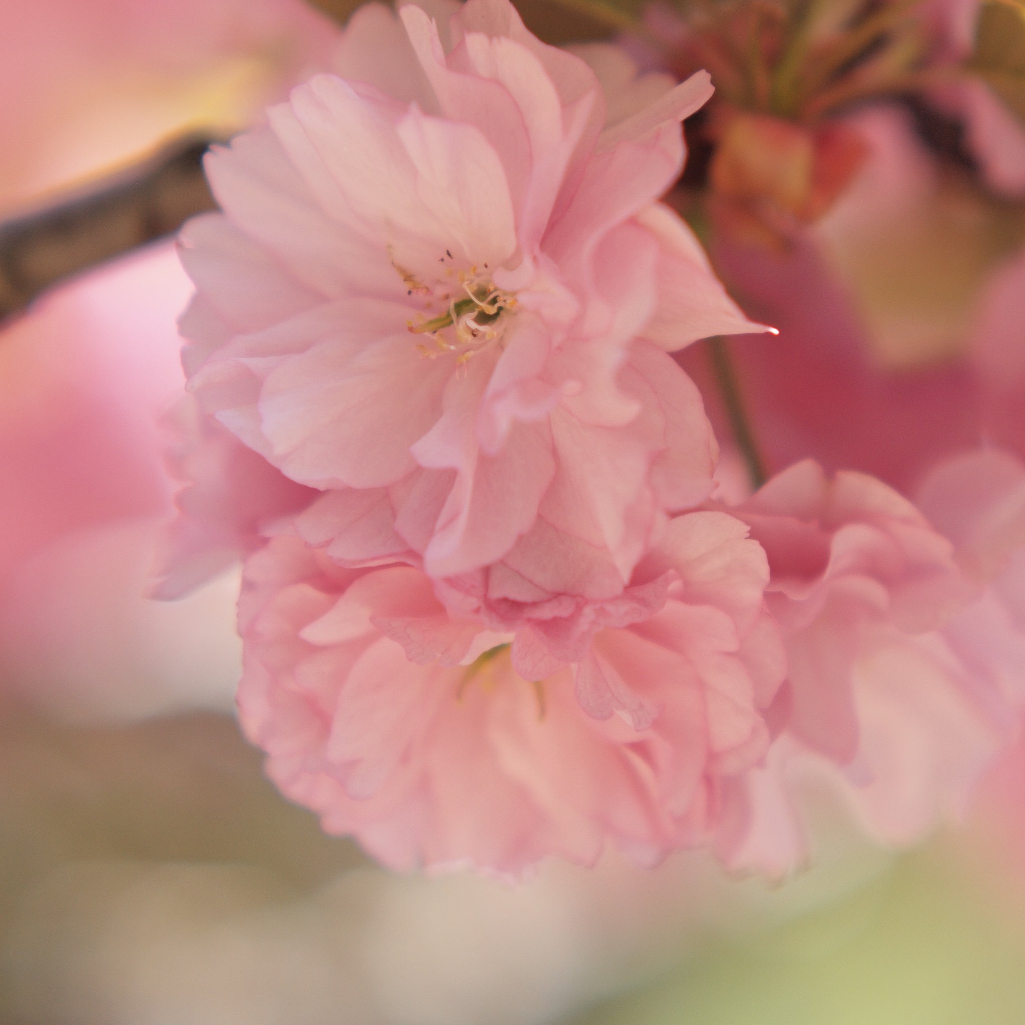 【桜】 さくら紙