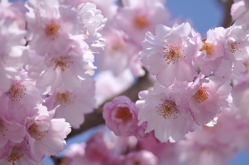 八重桜