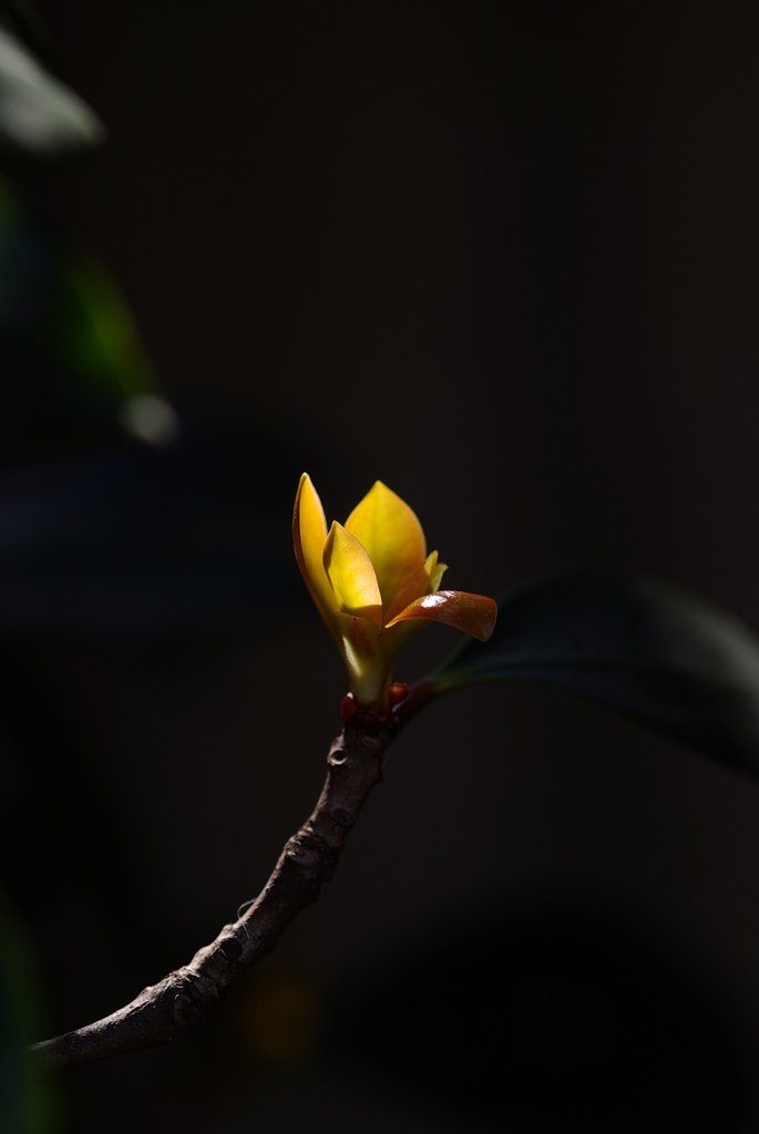 モッコクの新芽