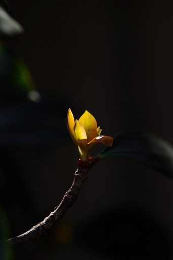 モッコクの新芽