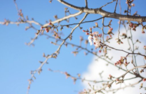 桜