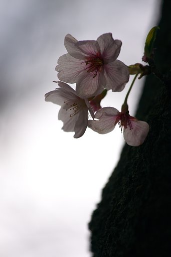 【桜】まだ頑張る
