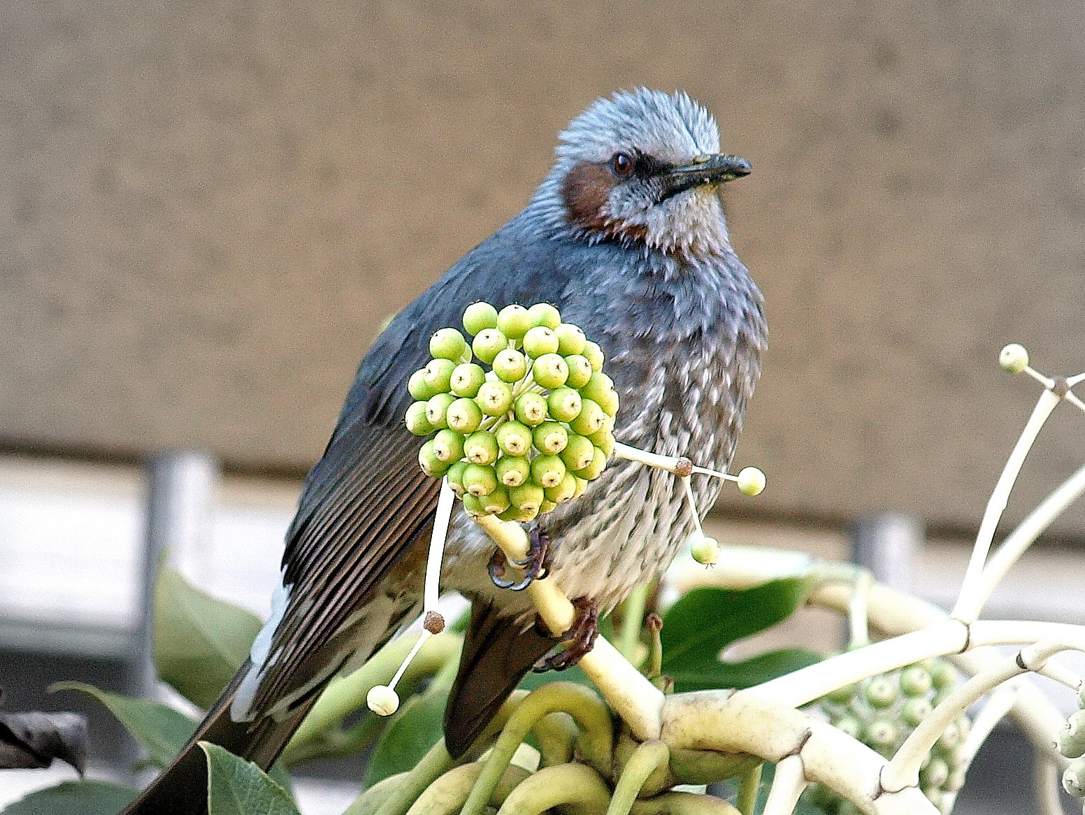 今日の鳥