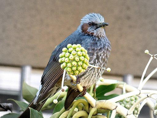 今日の鳥