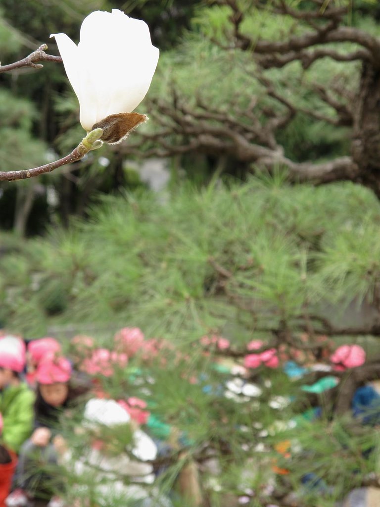 保育園児もピンク