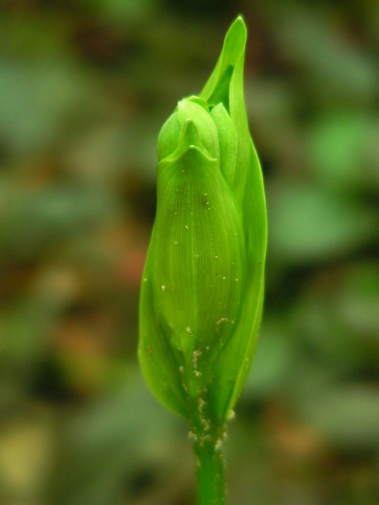宝鐸草の新芽