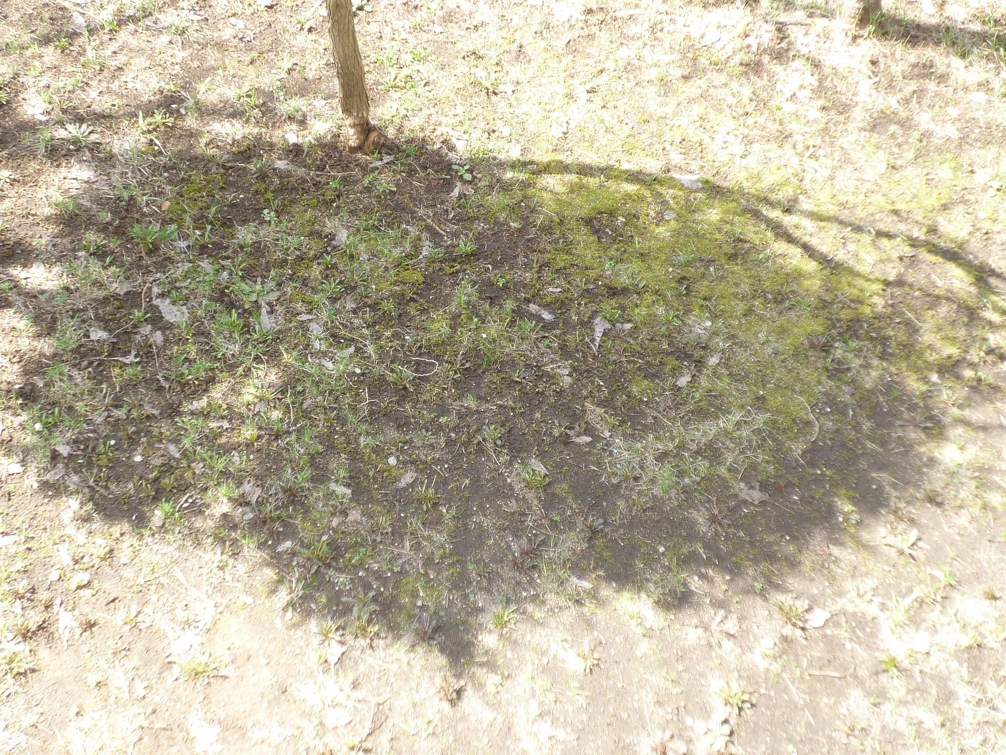 木陰