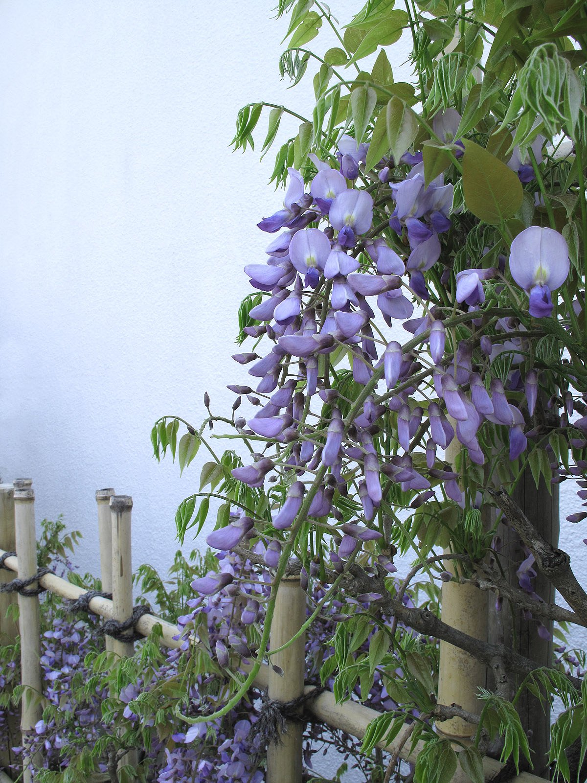 藤の花
