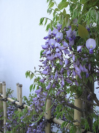 藤の花