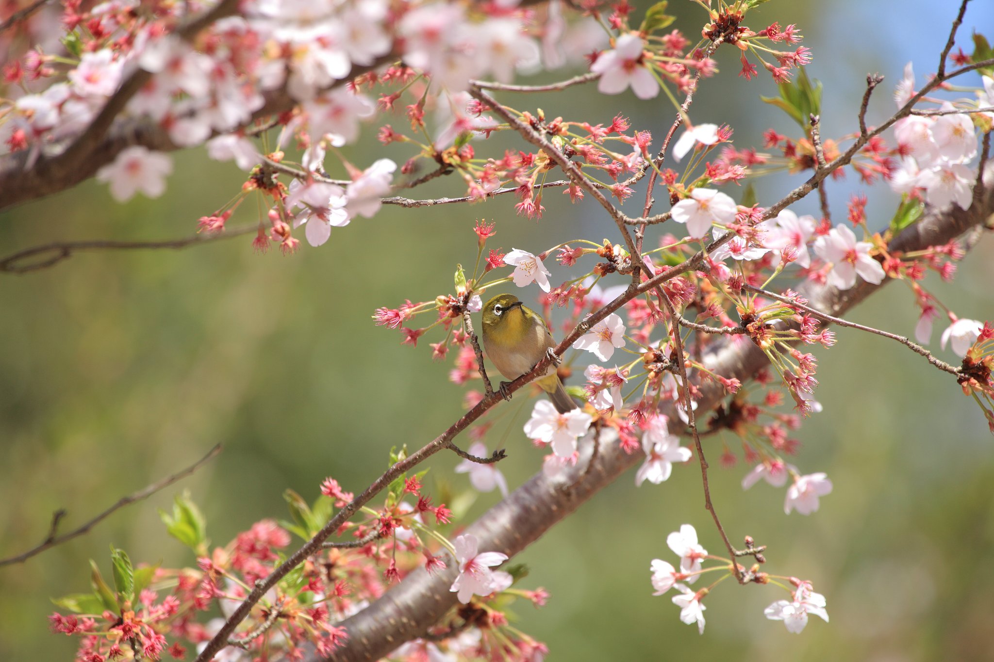 桜とウメジロー