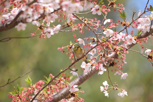 桜とウメジロー