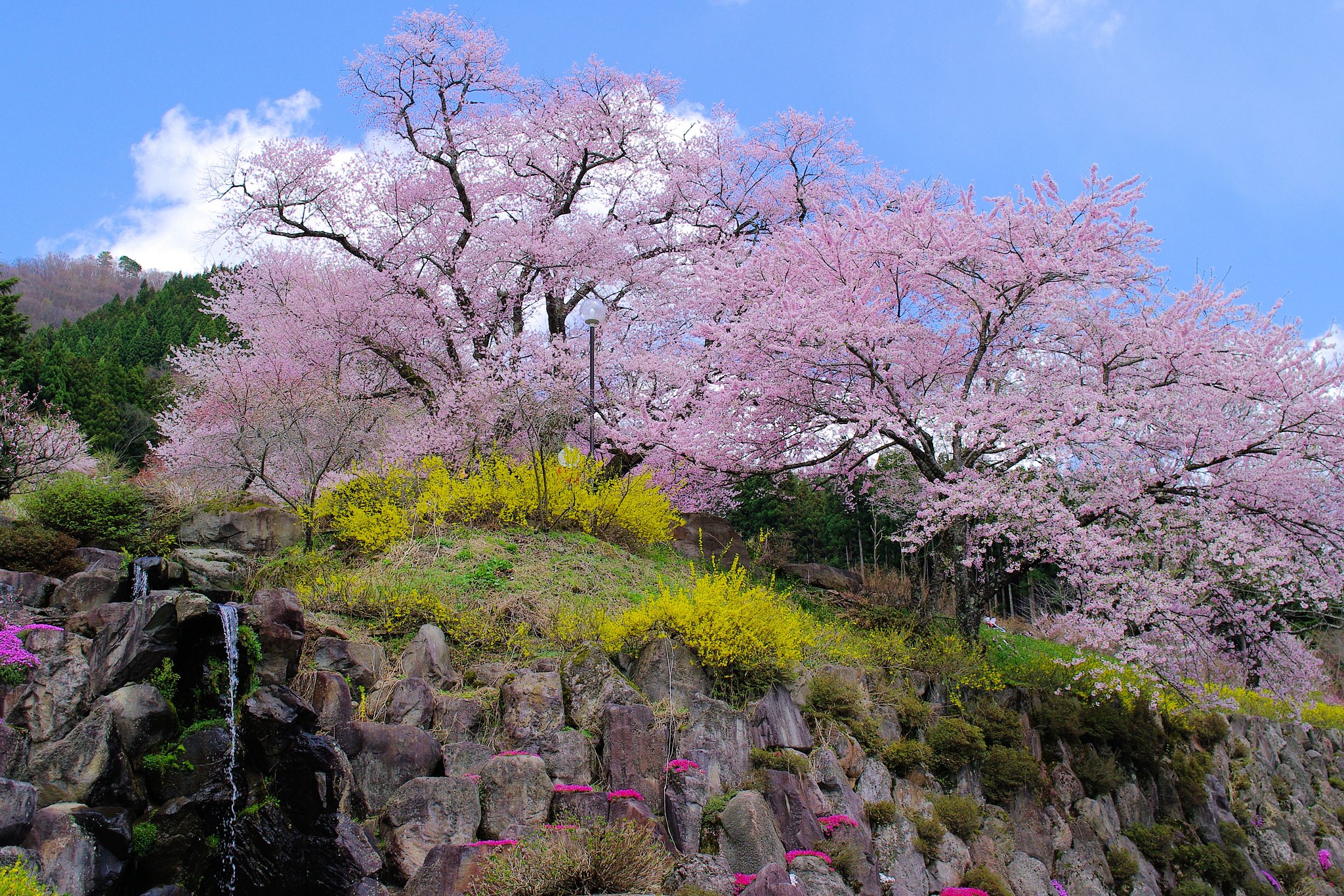 【桜】咲き乱れ ②