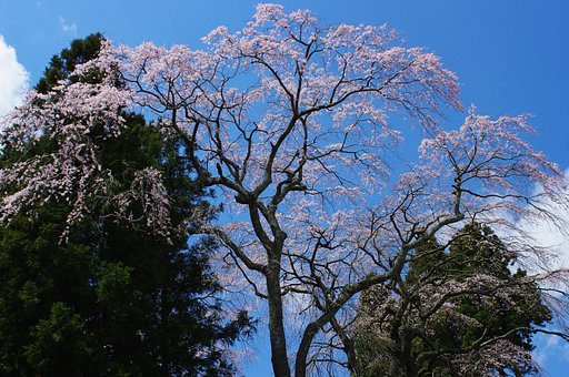 自宅近くの神社の桜