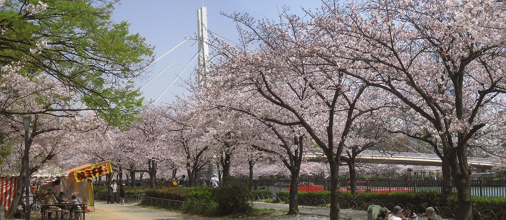 【桜】桜日和だったなあ
