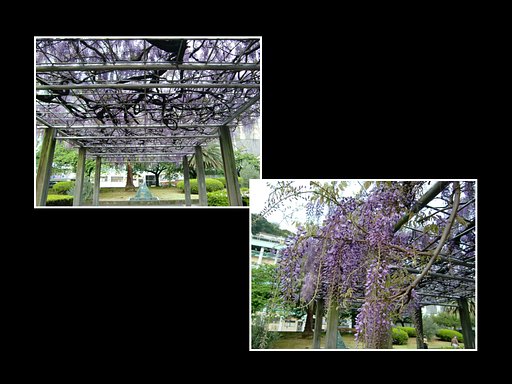 熱海「サンレモ公園」の藤