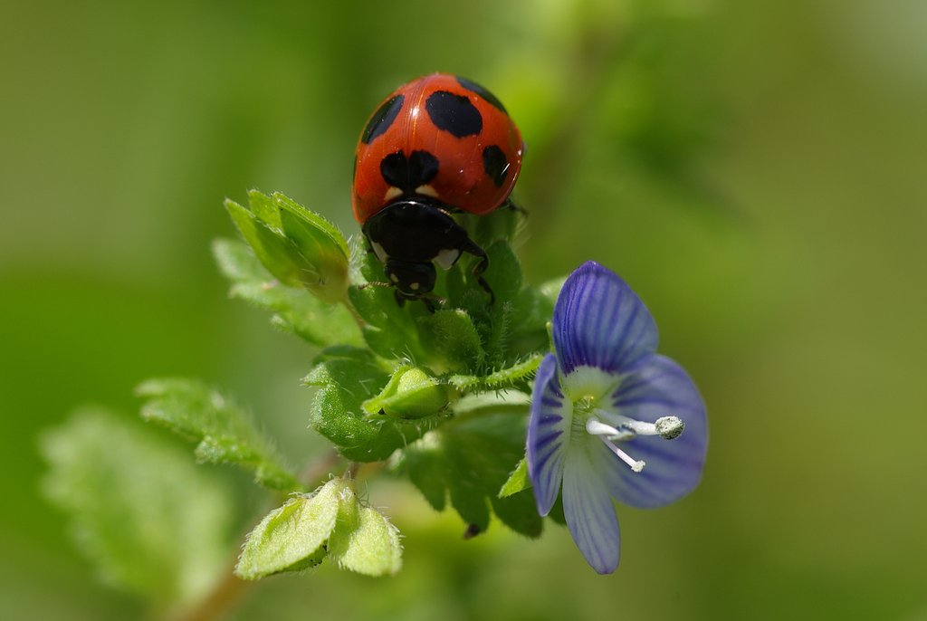 どちらが主役？