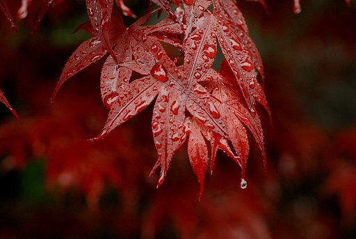 雨にぬれた木の葉
