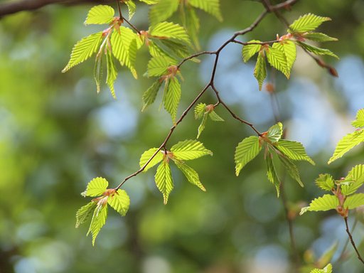 花に負けじと