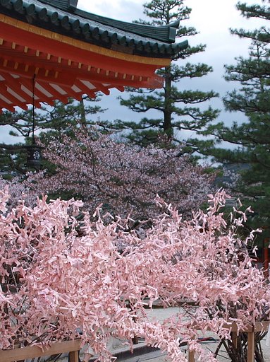 【桜】と桜おみくじ