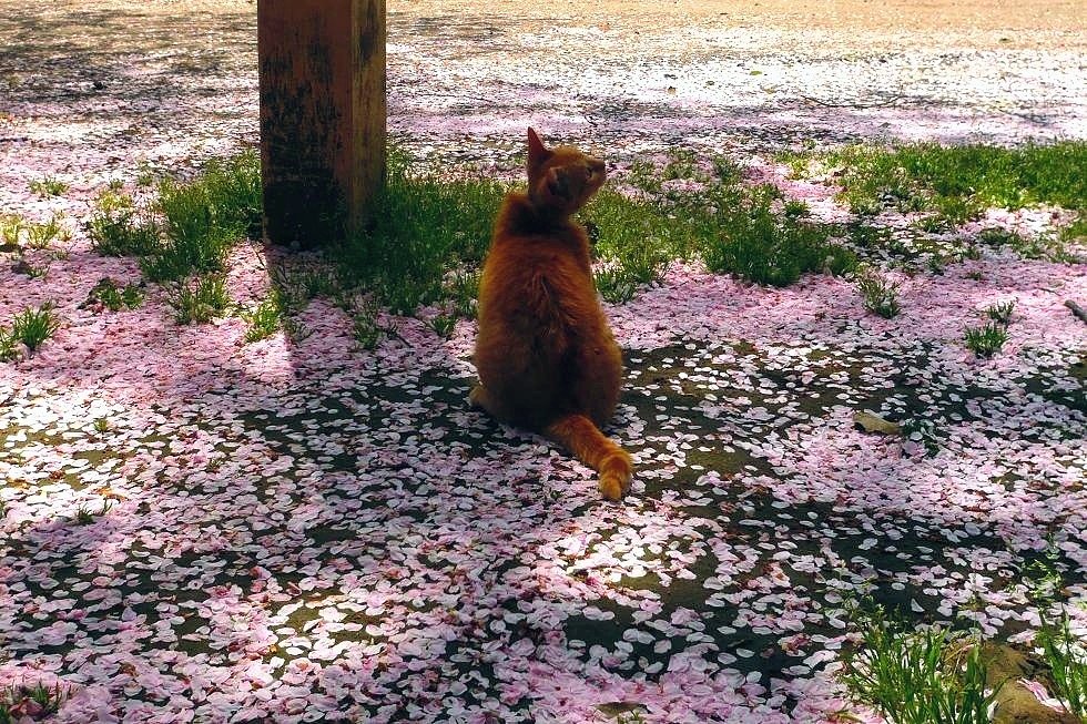 調節。