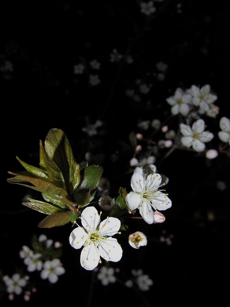 【桜】宝石