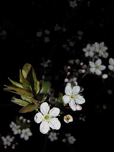 【桜】宝石