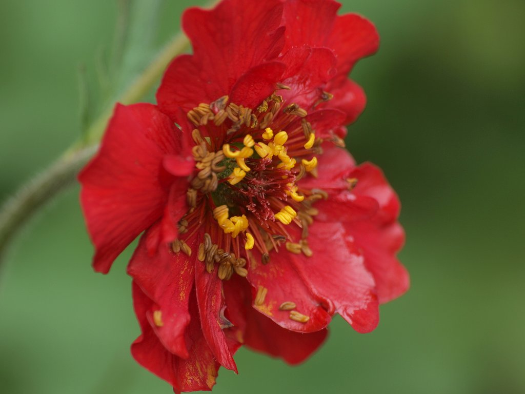 ダイコンソウの芯