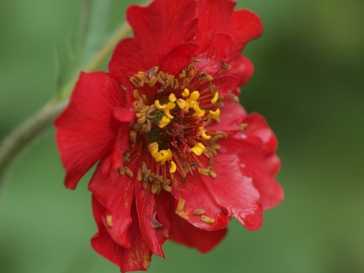 ダイコンソウの芯
