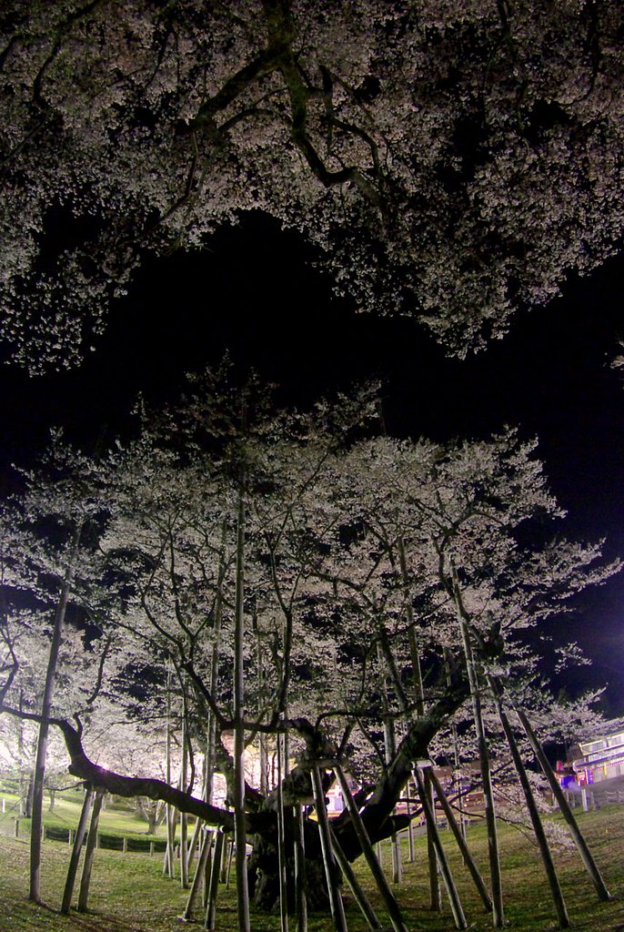 真夜中の淡墨【桜】