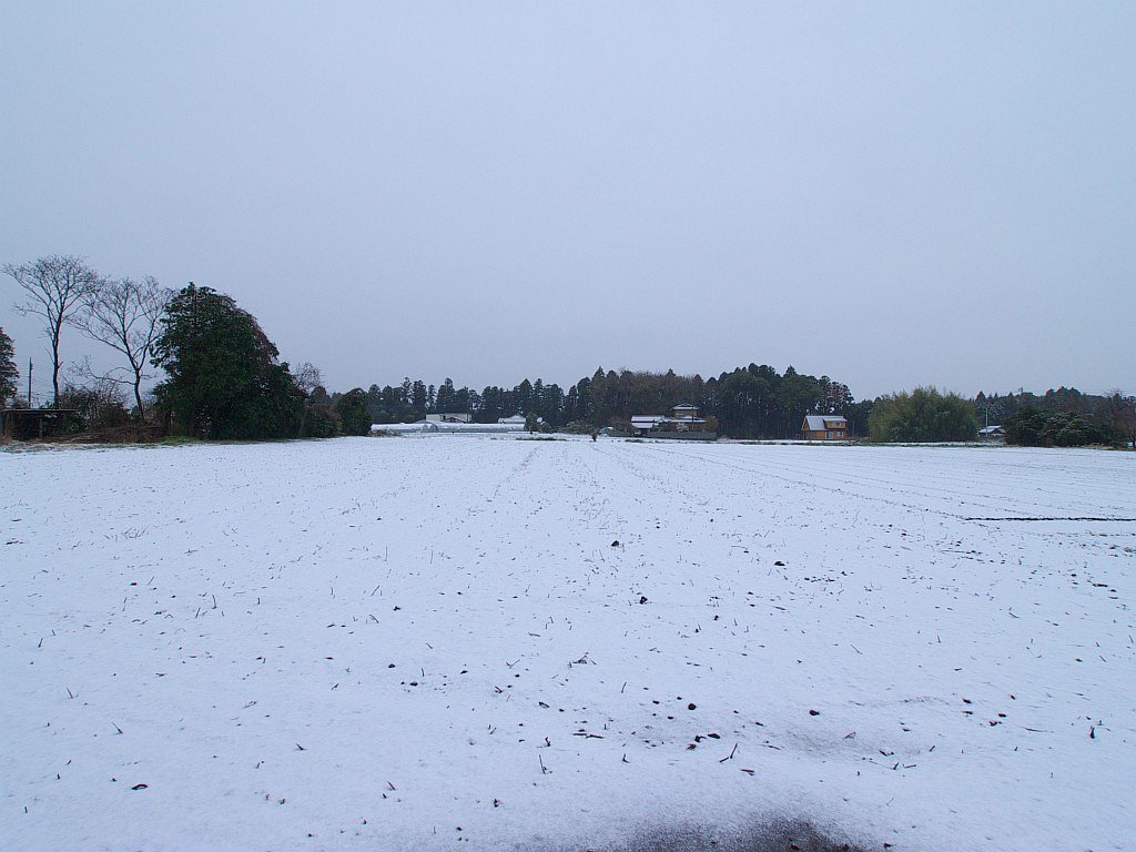 雪です・・^^;