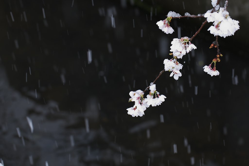雪中花