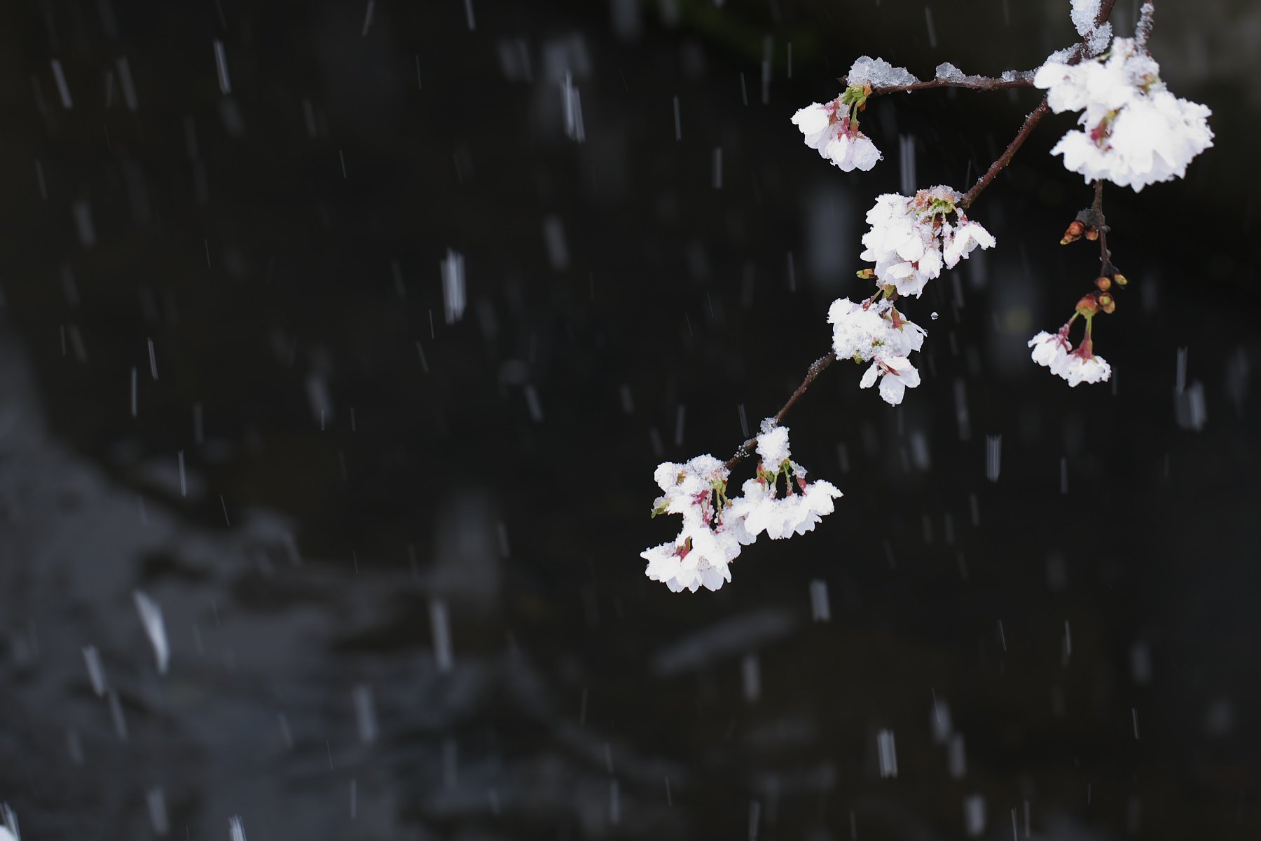 雪中花