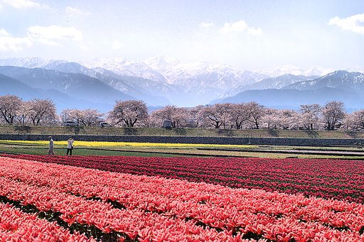 【桜】に似合うもの