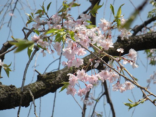 和み