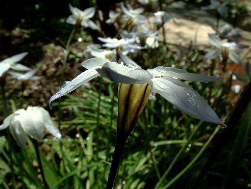 庭に咲く花（ニラ）