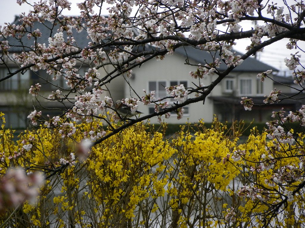 コムクドリ